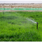 新疆粮食单产蝉联全国第一