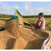 大国仓廪今更实