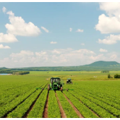 抓住粮食增产创造的回旋空间 持续优化种植结构