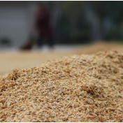 东南亚洪灾引发蝴蝶效应 国内外稻米行情稳步上行