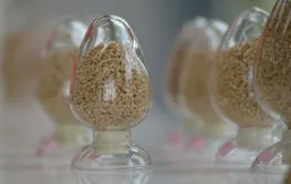 四中全会精神解读·市场最前沿丨从一粒稻种看中国种企创新路