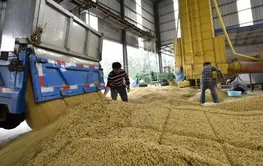 “钱等粮”助力粮归仓