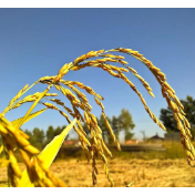 一粒大米的碳中和之旅