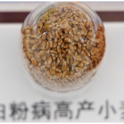 跑好种业振兴接续奋斗这一棒