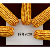 全链条技术突破让“一粒种子”实现精准设计