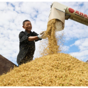 年终话“三农”丨全链条发力 携手护粮安——2025年粮食和重要农产品稳产保供一线观察