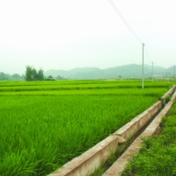 “以秋补夏”精准调度 粮食增产改写“靠天吃饭”