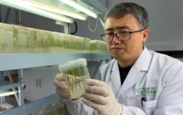 一粒稻米，如何变身“黄金救命药”？