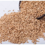 小麦供需新平衡下，麦价走势或更“从容”