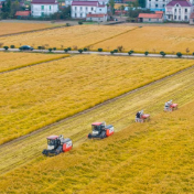 中国经济这一年：大国粮仓交丰收答卷