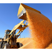 全国秋粮收购超两亿吨  进度显著快于上年同期