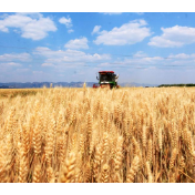 数览中国脉动｜粮稳天下安！“大国粮仓”高位增产