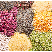 关注2025年粮市——收粮8300亿斤 价格企稳回升