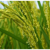 我国科学家成功破译水稻感知并响应高温的“双重密码”