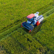 洪灾推高泰国米价 我国稻米自给“底气足”