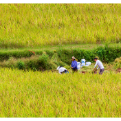 洪灾“浇”高国际米价 国内稻价“腰杆更硬”