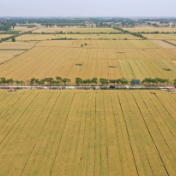 提升10％！高标准农田建设对保障粮食产量成效显著