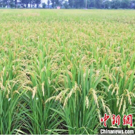 中国超级稻名单添新成员
