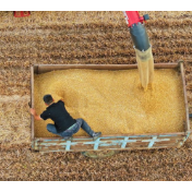 小麦收割正当时