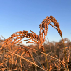 研究：全球变暖将使粮食主产区气候风险升级