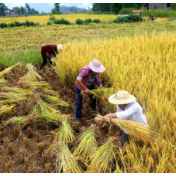 亚行：到2030年对粮食安全的支持将达400亿美元