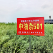 亩产341.47公斤 油菜新技术破解粮油争地难题
