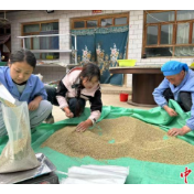 “农村转弟”收粮记