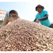 全国夏粮小麦收获进度过七成