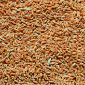 夏粮小麦收购量超1700万吨