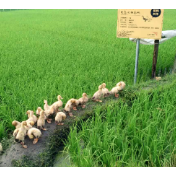 水稻二化螟偏重发生 抓住关键期“虫口夺粮”