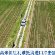 日本农户：高米价红利难抵消进口冲击焦虑