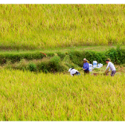 湖南早稻收获完成近六成