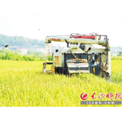 长沙市粮食生产“四高”试验示范区（长沙县）早稻测产交出丰收答卷