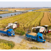 早稻收获已过三成 现货价格窄幅波动