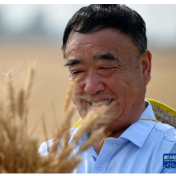 楝树下守望丰收——记安徽太和县现代农业科技试验示范基地党支部书记徐淙祥