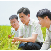 【跟着院士去种地】精心呵护孕育“大胖”谷子
