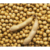 巴西大豆产量与出口持续增长  上半年对华大豆出口额占比逾七成