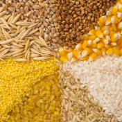 《中国粮食和物资储备年鉴2025》发布，这些数据值得关注