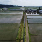 日本连续3年破高温纪录，多地降雨量不足常年10%，水稻生产受到严重影响