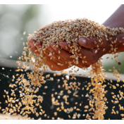 全国各类粮食经营主体累计收购小麦超1亿吨 产业链上市公司发挥积极作用