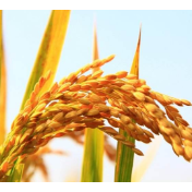 “十四五”以来我国粮食产量迈上新台阶 人均占有量达500公斤