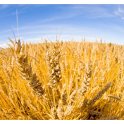 粮食产量创新高 农村发展有活力