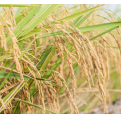 中晚稻收获上市量增加 今年托市范围或将扩大