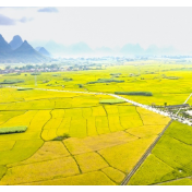 全国秋粮收获近两成