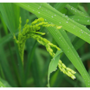 我国抗虫水稻育种实现重要突破