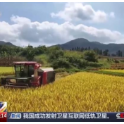 我国粮食主产区秋粮陆续成熟 即将迎来大面积收获