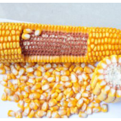 瞭望时评丨让老种子焕发种业振兴新活力