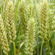 小麦赤霉病关键“感病开关”基因被发现