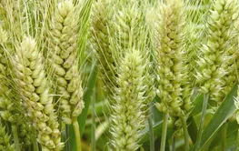 小麦赤霉病关键“感病开关”基因被发现