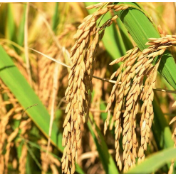 湖南省水稻品种需求指引发布